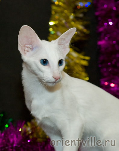 Orientville's Dolly Levi