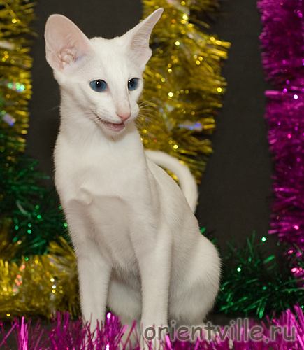 Orientville's Dolly Levi