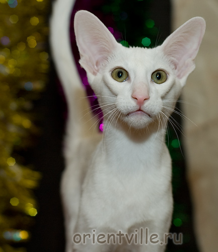 Orientville's Dunstun Torn