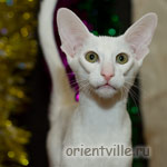 Orientville's Dunstun Torn