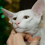 Orientville's Dunstun Torn