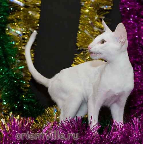 Orientville's Dunstun