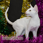 Ориентальный белый котенок