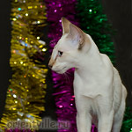 Orientville's Cap. Jack Sparrow