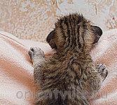 Черепашкин