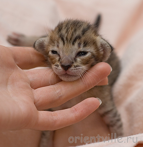 Orientville's Becky Thatcher