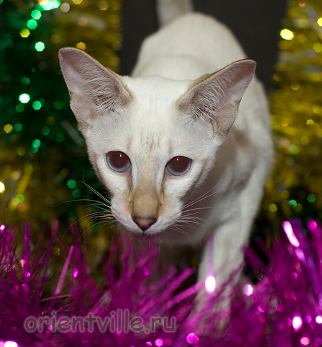 Orientville's Cap. Jack Sparrow