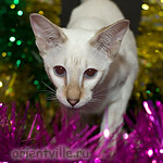 Orientville's Cap. Jack Sparrow