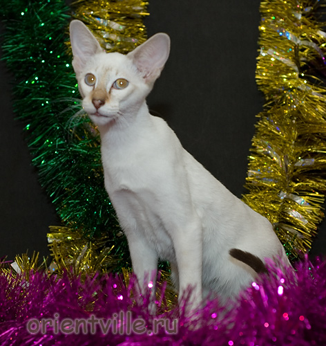 Orientville's Cap. Jack Sparrow