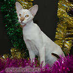 Orientville's Cap. Jack Sparrow