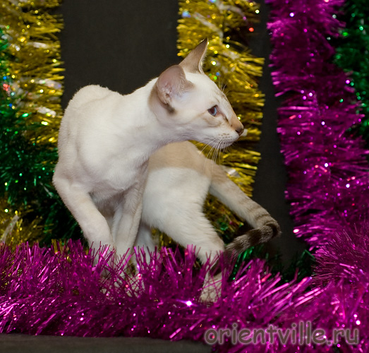 Orientville's Cap. Barbossa