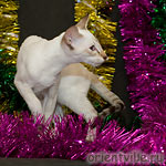 Orientville's Cap. Barbossa