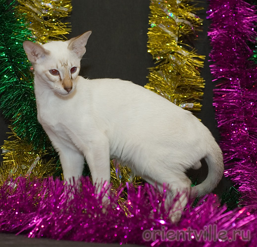 Orientville's Cap. Barbossa