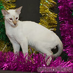 Orientville's Cap. Barbossa