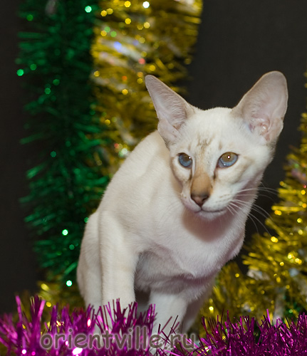 Orientville's Cap. Barbossa