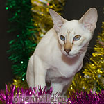 Orientville's Cap. Barbossa