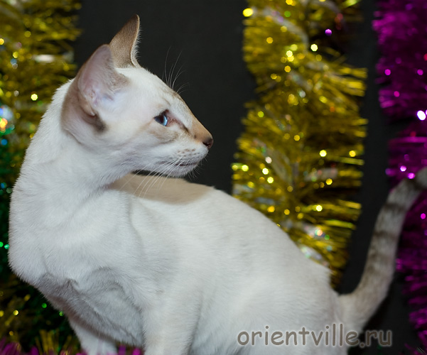 Orientville's Cap. Barbossa