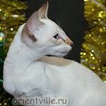 Сиамский котенок