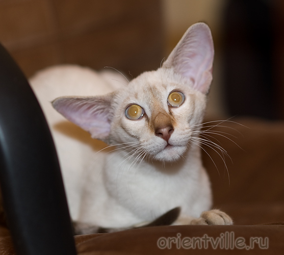 Orientville's Cap. Jack Sparrow