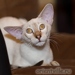 Orientville's Cap. Jack Sparrow