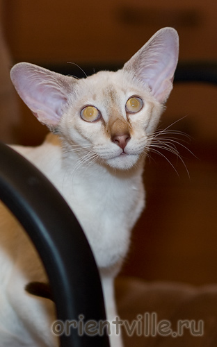 Orientville's Cap. Jack Sparrow