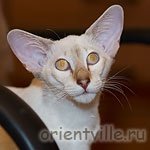 Orientville's Cap. Jack Sparrow