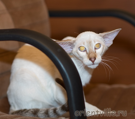 Orientville's Cap. Jack Sparrow