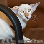 Orientville's Cap. Jack Sparrow