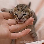 Ориентальный котенок