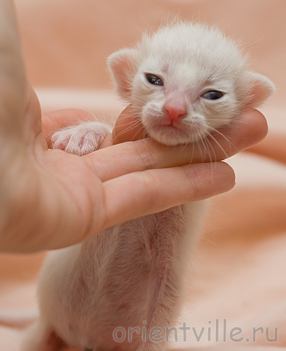 Orientville's Belinda Maze