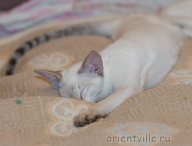 Воробей. Устал