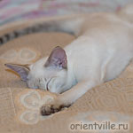 Воробей. Устал