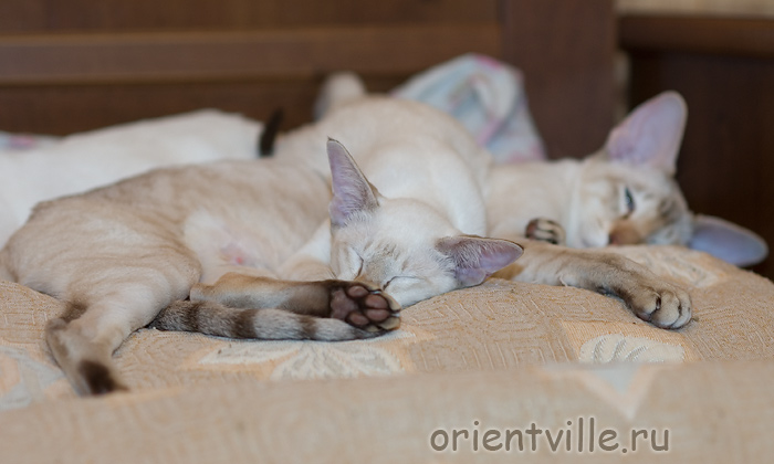 Кормящий папа