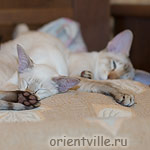 Кормящий папа