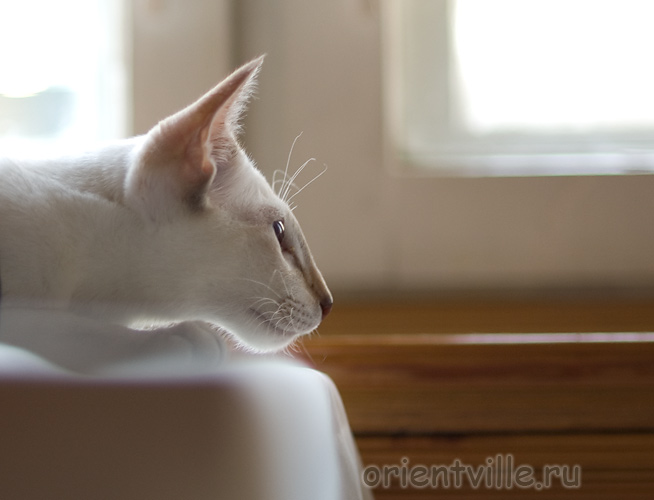 Orientville's Cap. Jack Sparrow