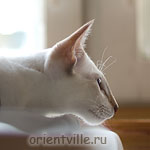 Orientville's Cap. Jack Sparrow