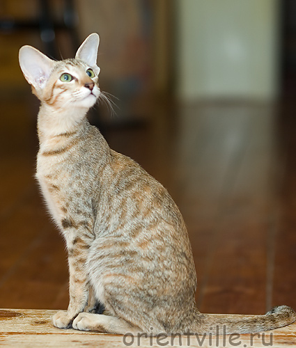 Дива. Разноцветное чудо