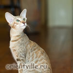 Дива. Разноцветное чудо