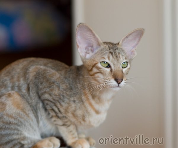 Orientville's Diva Plavalaguna