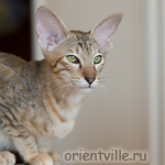 Orientville's Diva Plavalaguna