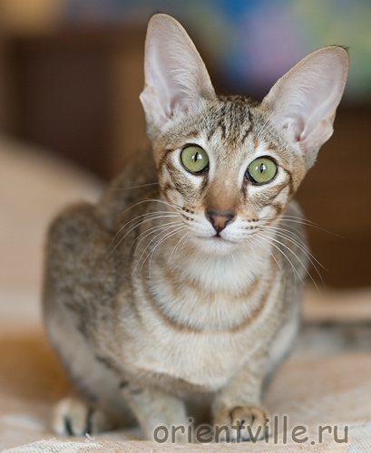 Orientville's Dulsineya