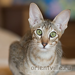 Orientville's Dulsineya