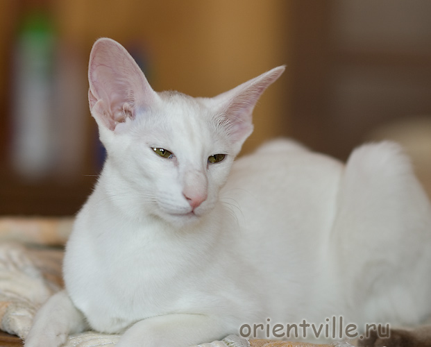 Orientville's Dana Scully