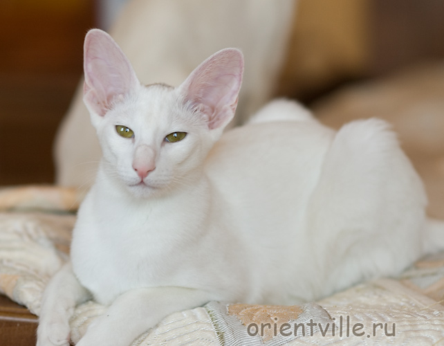 Orientville's Dana Scully