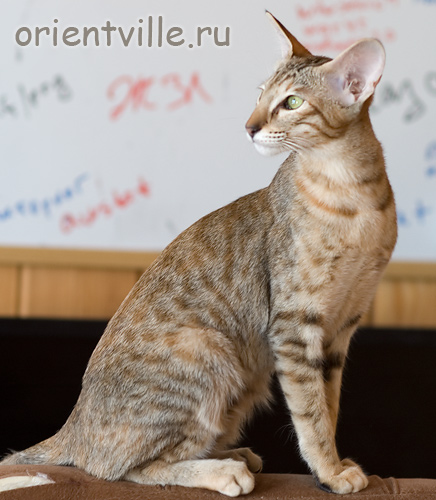 Orientville's Diva Plavalaguna