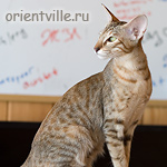 Orientville's Diva Plavalaguna