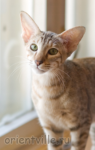 Orientville's Diva Plavalaguna