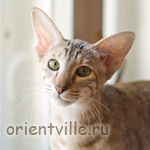 Orientville's Diva Plavalaguna