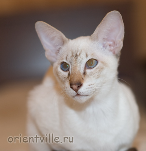 Orientville's Cap. Barbossa