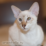 Orientville's Cap. Barbossa